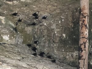 Fruit bats living in the castle