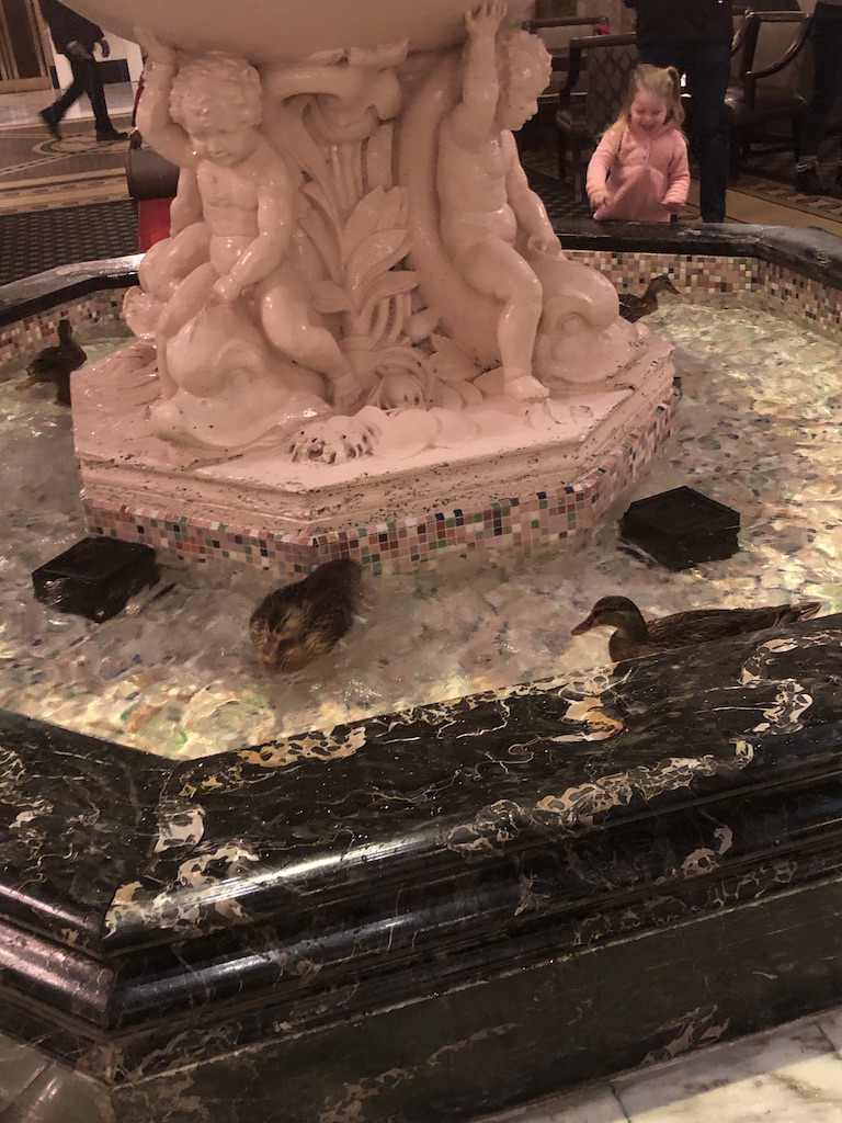 Ducks in the Peabody Hotel Fountain