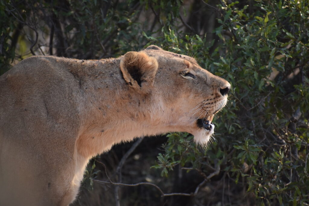 Roaring Lioness