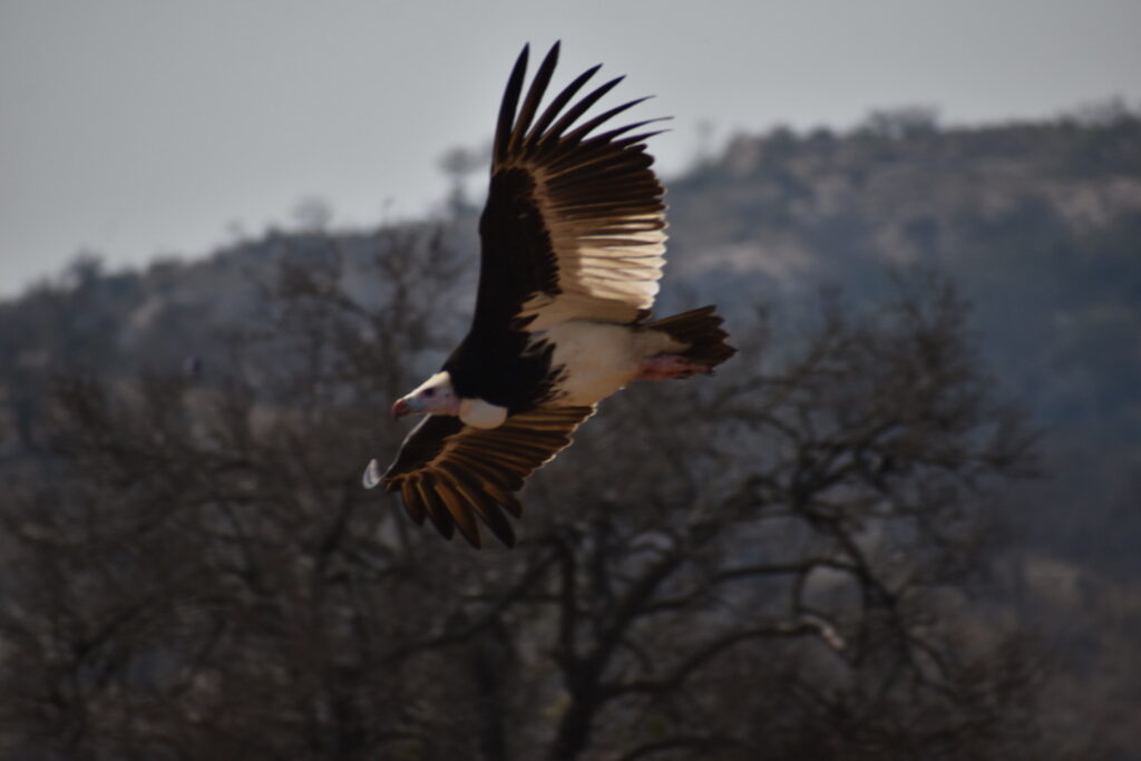 White Headed Vulture