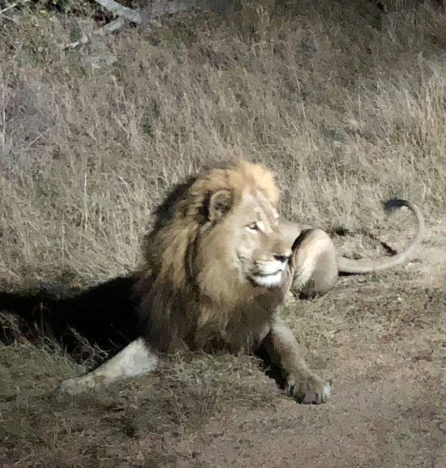 Lion at Kruger NP